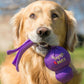 Dog holding a purple KONG Wubba, with a garden background.