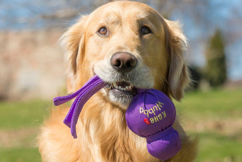 Dog holding a purple KONG Wubba, with a garden background.
