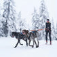 Lifestyle image of the Bungee Double Lead, showing two dogs pulling through a snowy environment.