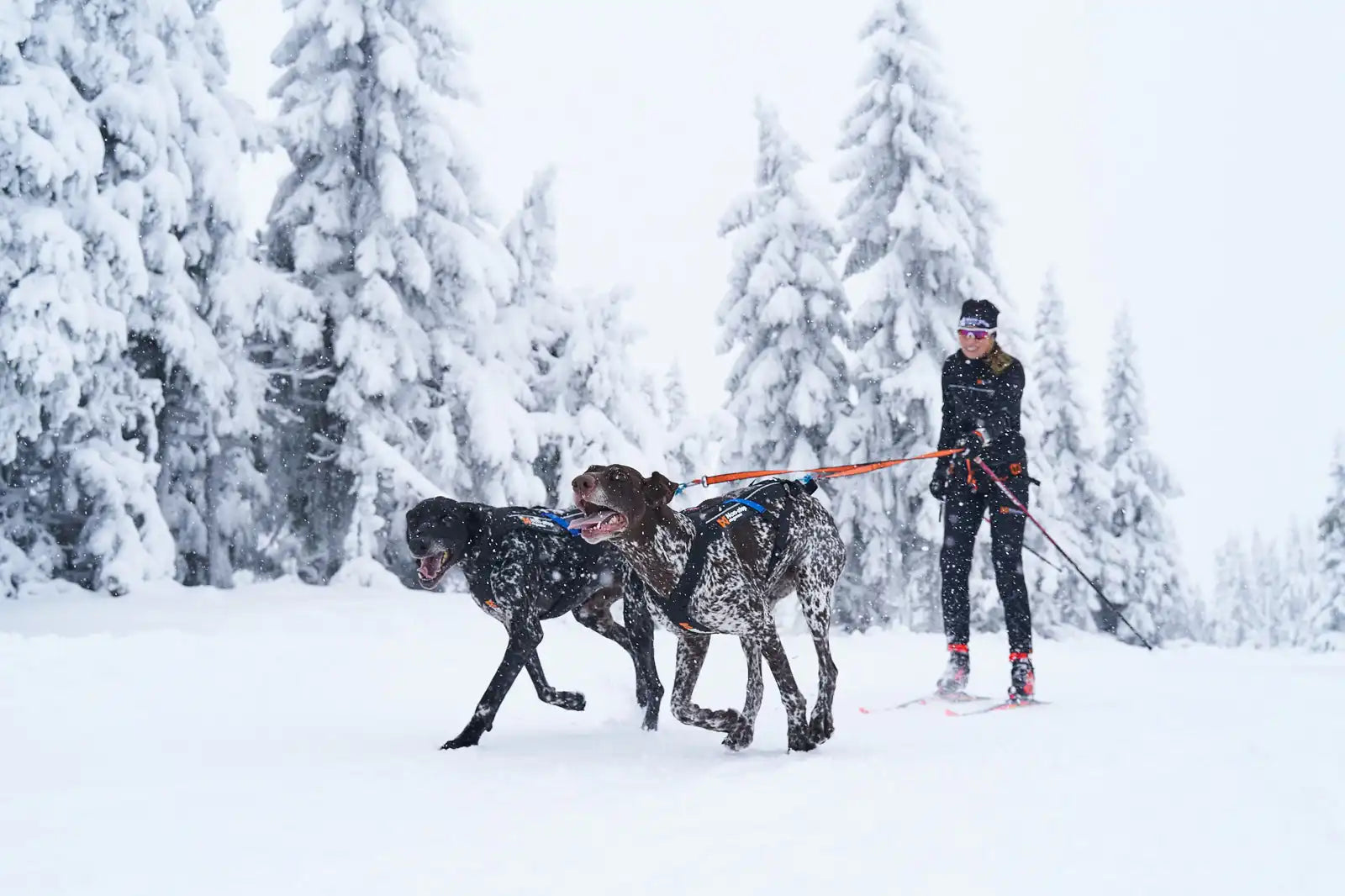 Lifestyle image of the Bungee Double Lead, showing two dogs pulling through a snowy environment.