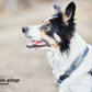Lifestyle image of the Cruise Collar, a black collar, on a happy dog looking off to the side.