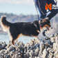 Lifestyle image of the Cruise Collar, worn by a dog walking across a rocky surface.