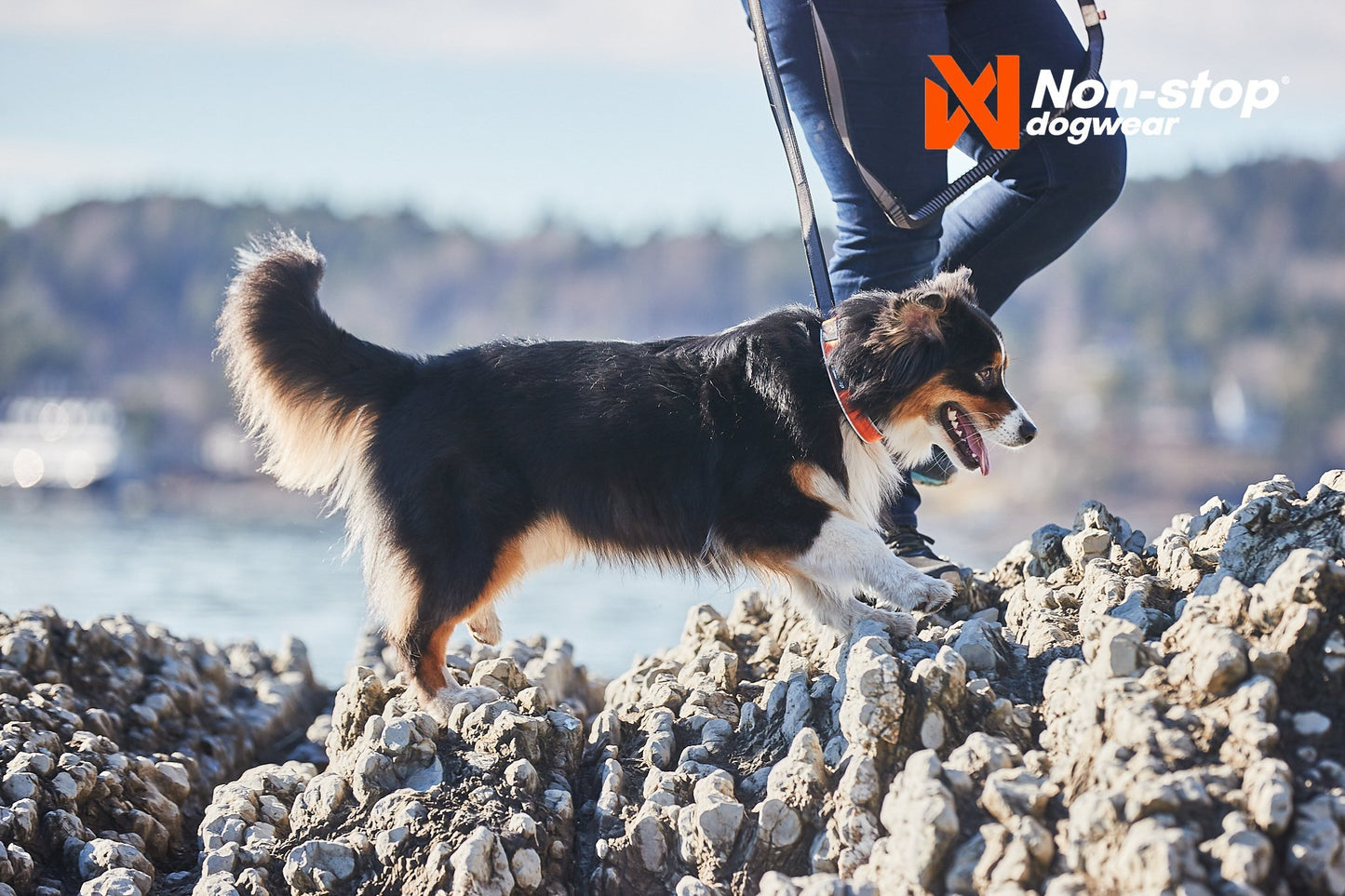 Lifestyle image of the Cruise Collar, worn by a dog walking across a rocky surface.