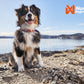 Lifestyle image of the Cruise Collar, worn by a dog sitting on a beach in front of water.
