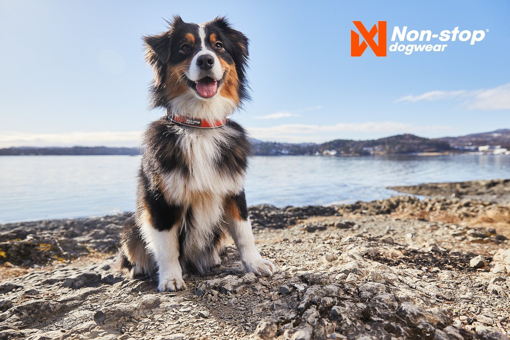 Lifestyle image of the Cruise Collar, worn by a dog sitting on a beach in front of water.