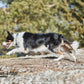 Lifestyle image of the Cruise Collar, worn by a dog running across some dry terrain.