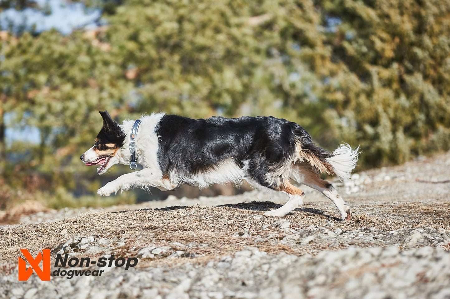 Lifestyle image of the Cruise Collar, worn by a dog running across some dry terrain.