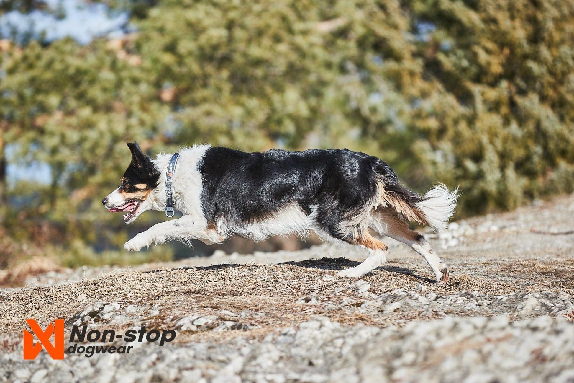 Lifestyle image of the Cruise Collar, worn by a dog running across some dry terrain.