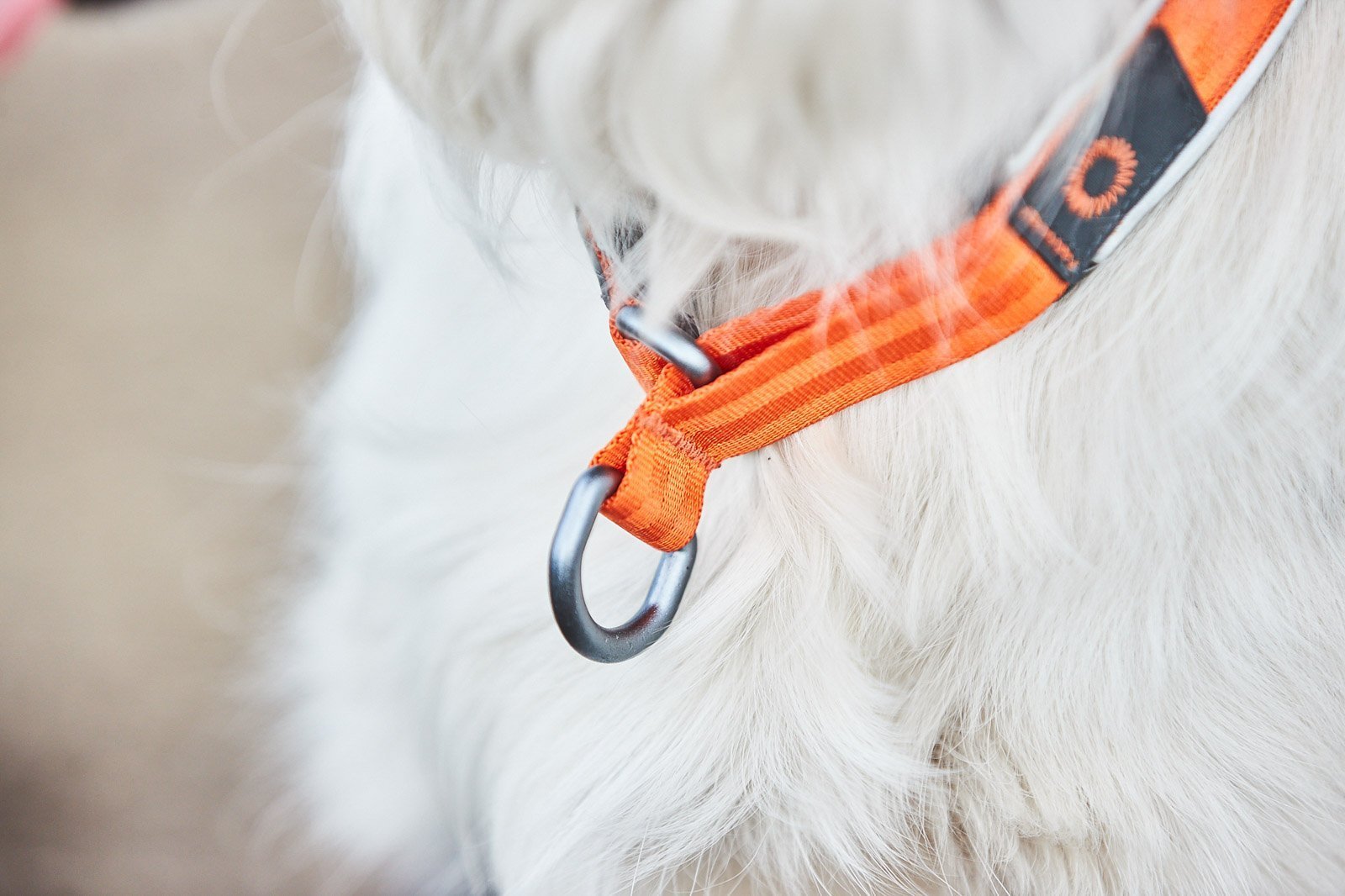 Lifestyle image of the Cruise Collar, an orange collar, on a white fluffy dog.