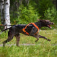 Lifestyle image of a brown dog running with the Freemotion Harness, running through a grassy trail.