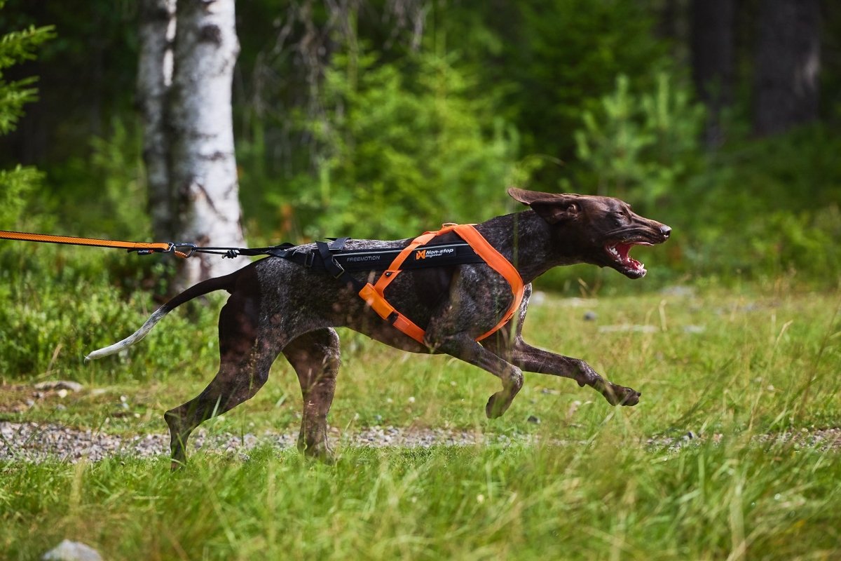 Lifestyle image of a brown dog running with the Freemotion Harness, running through a grassy trail.