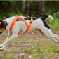 Lifestyle image of a dog running with the Freemotion Harness, running across a trail.