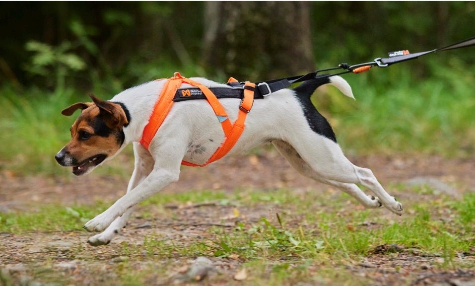 Lifestyle image of a dog running with the Freemotion Harness, running across a trail.
