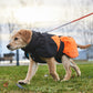 Lifestyle image of the Glacier Jacket, with a dog walking ahead of a person.