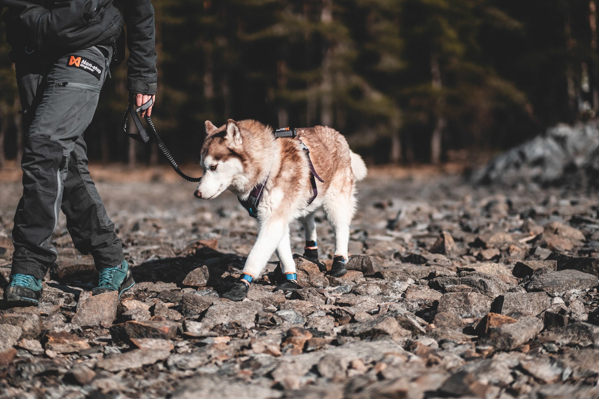Lifestyle image of the Protector Booties, worn by a dog as they traverse some difficult terrain beside their owner.