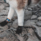 Lifestyle image of the Protector Booties, worn by a dog as they on some difficult, rocky terrain.