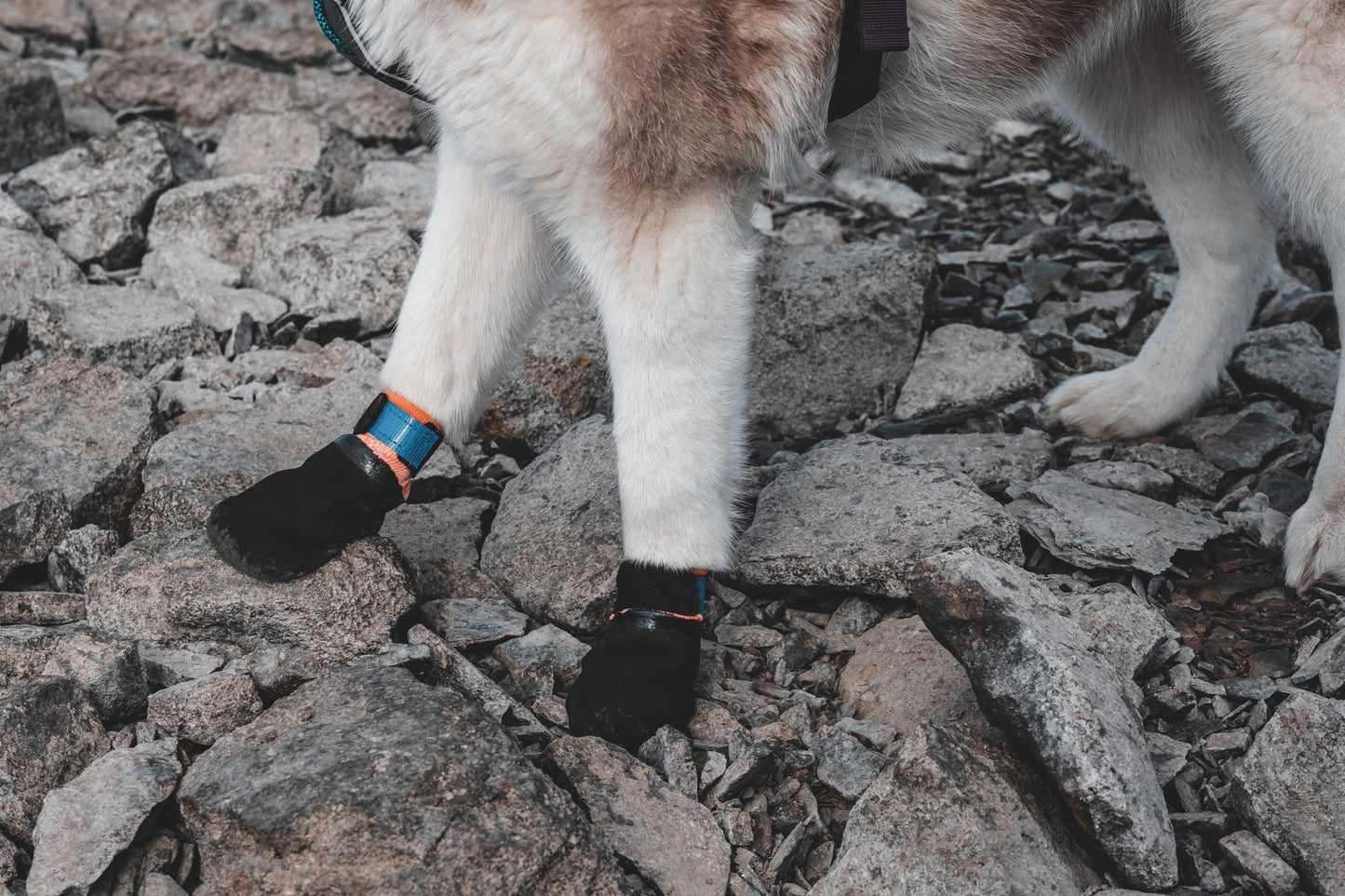 Lifestyle image of the Protector Booties, worn by a dog as they on some difficult, rocky terrain.
