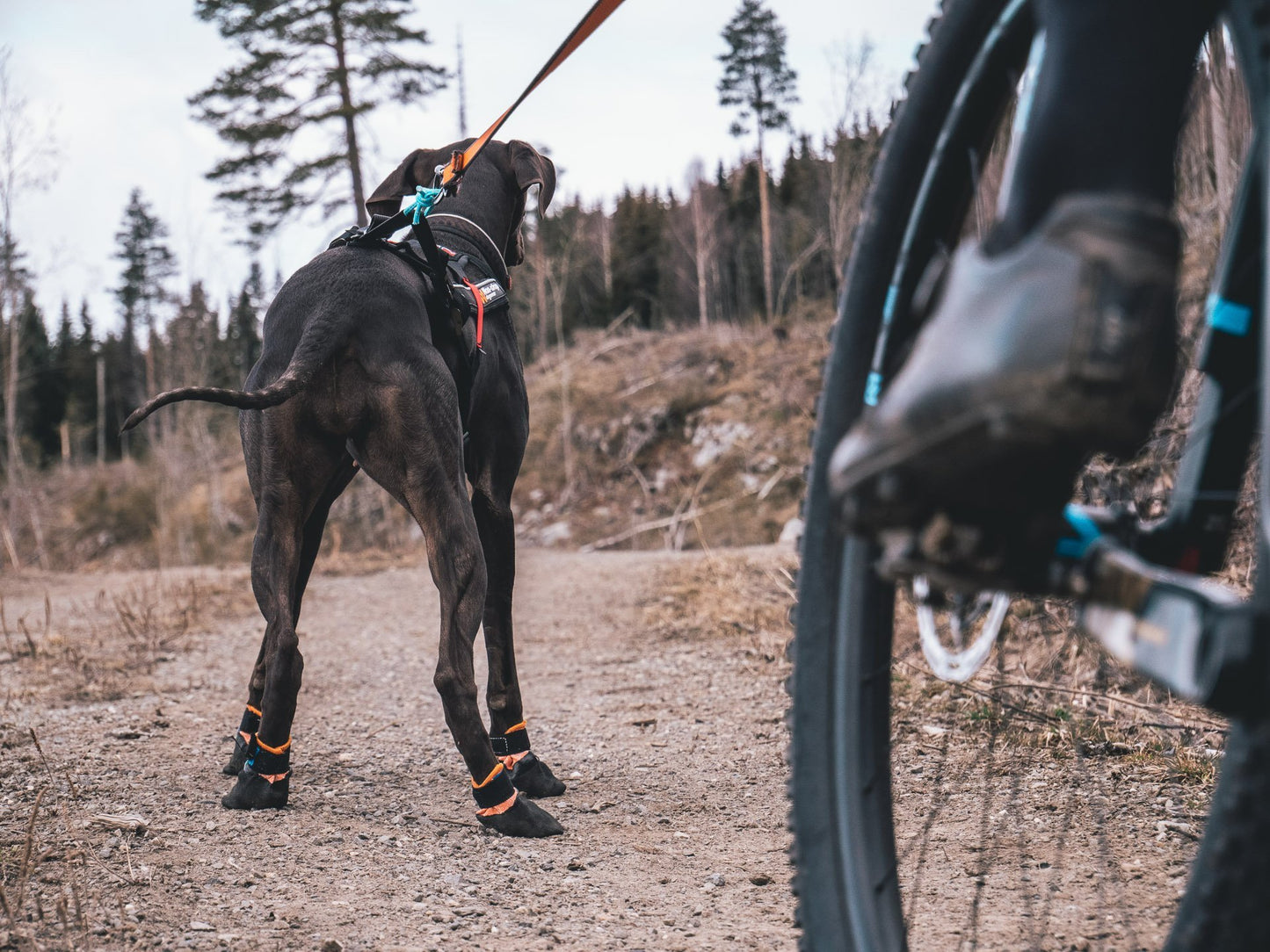 Lifestyle image of the Protector Booties, worn by a dog as they stand in front of a bike.