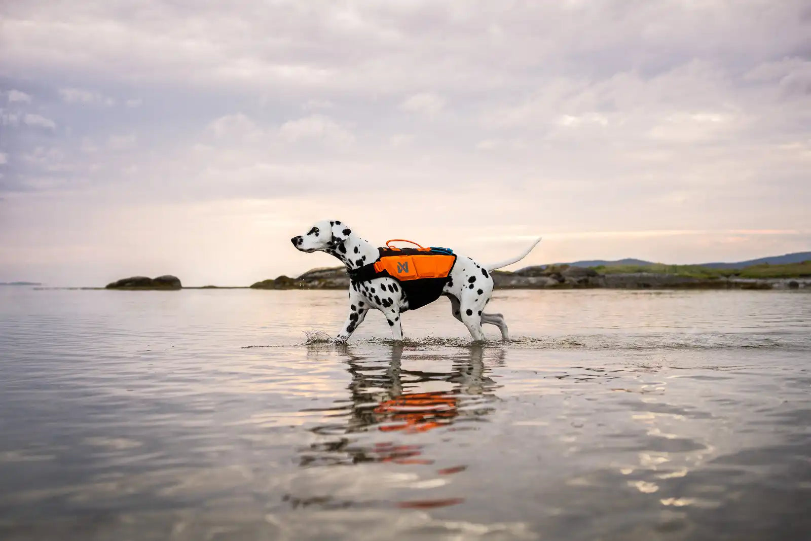 Lifestyle image of the Protector Life Jacket, shown by a dalmatian walking through a watery marsh.