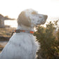 Lifestyle image of the orange Roam Collar, a collar with Non-stop branding, on a white dog staring into the distance.