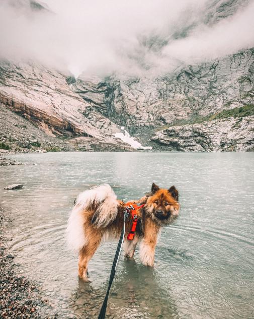 Lifestyle image of the Strong Lead, with a dog standing in water wearing an orange harness.