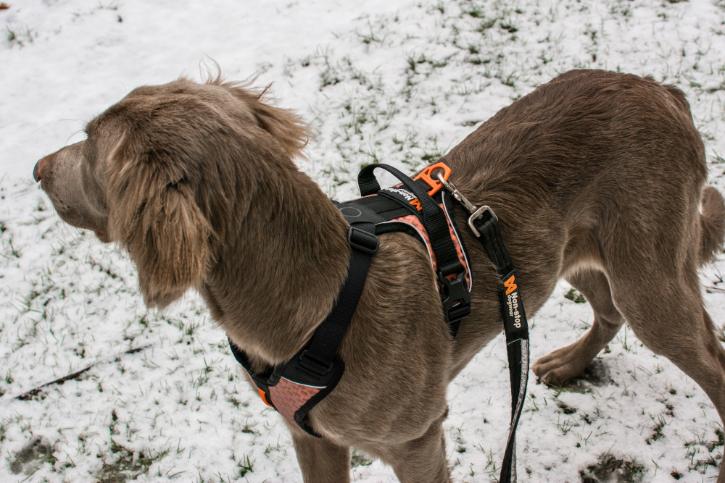 Lifestyle image of the Strong Lead, with a brown dog looking forward.