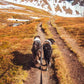 Lifestyle image of the Strong Lead, showing two dogs walking ahead of a trail.