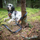 Lifestyle image of the Touring Bungee Lead, being used to tether a dog to a tree.