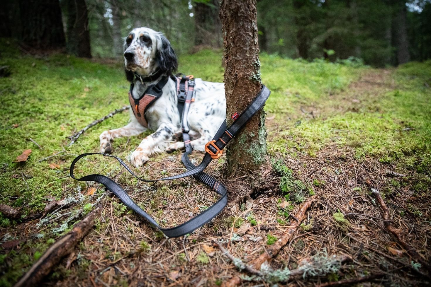 Lifestyle image of the Touring Bungee Lead, being used to tether a dog to a tree.