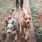Lifestyle image of 2 dogs walking in front of owner, both with tongues out.