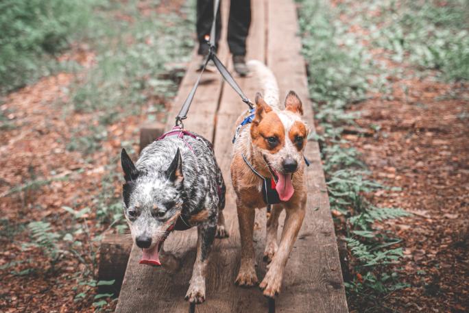 Lifestyle image of 2 dogs walking in front of owner, both with tongues out.