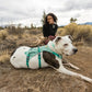 Dog lying on the ground, wearing the Flagline Harness.