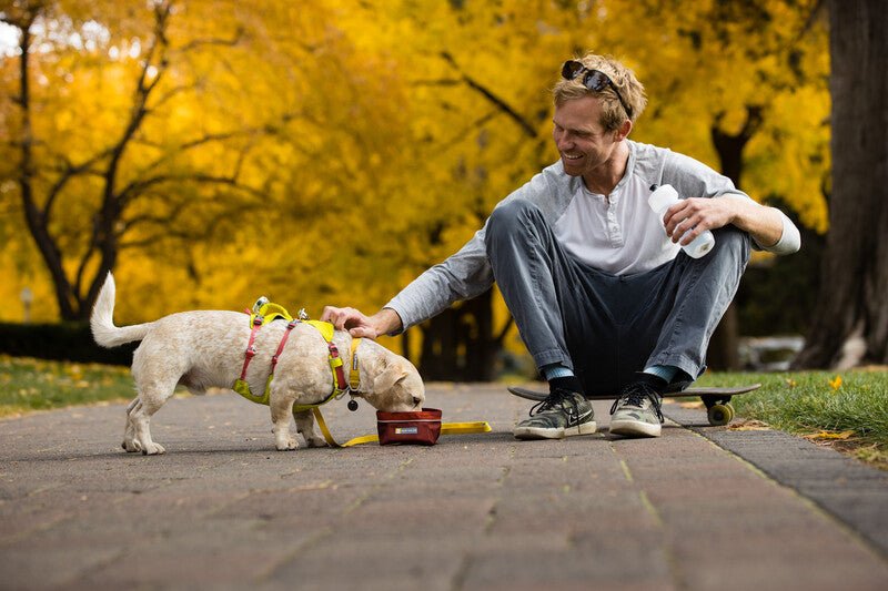 Lifestyle image of a dog and owner in the park, with the dog wearing the Flagline Harness and eating from a bowl.