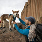 Lifestyle image of the Grip Trex Dog Boots, wearing 4 black dog shoes and standing on a rock, while a person pets them.