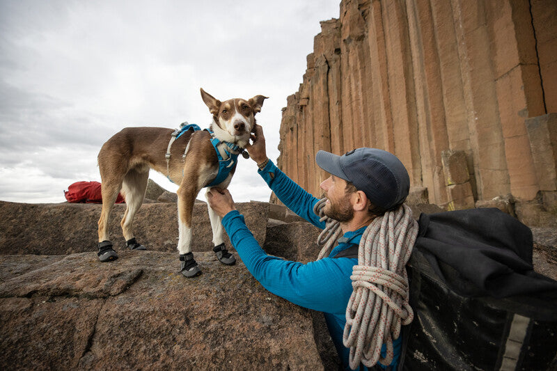 Lifestyle image of the Grip Trex Dog Boots, wearing 4 black dog shoes and standing on a rock, while a person pets them.