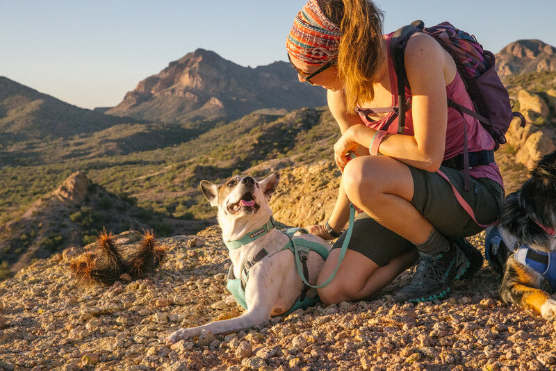 Lifestyle image of the Hi & Light Collar, worn by a happy dog laying across some rough terrain, while their owner kneels down beside them.