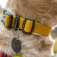 Lifestyle image of the Hi & Light Collar, worn by a cream dog - showing a close up shot of the buckle and silence tag.