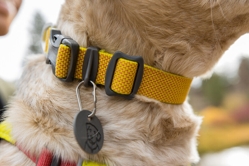Lifestyle image of the Hi & Light Collar, worn by a cream dog - showing a close up shot of the buckle and silence tag.