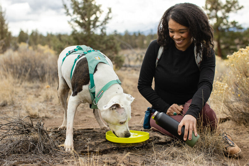 Lifestyle image of the Hi & Light Collar, worn by a white dog drinking out of a flyer disc bowl. Their owner sits beside them holding a water bottle.