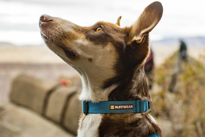 Lifestyle image of the Hi & Light, worn by a brown, tan and white dog, looking alert in front of some hilly terrain.