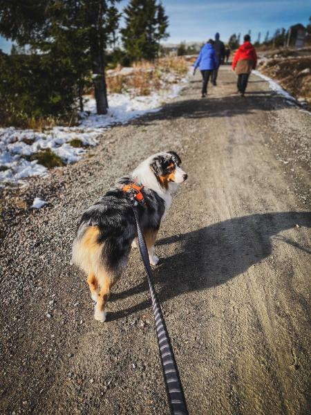 Lifestyle image of the Touring Bungee Lead, with a dog ahead on a trail wearing an orange harness.