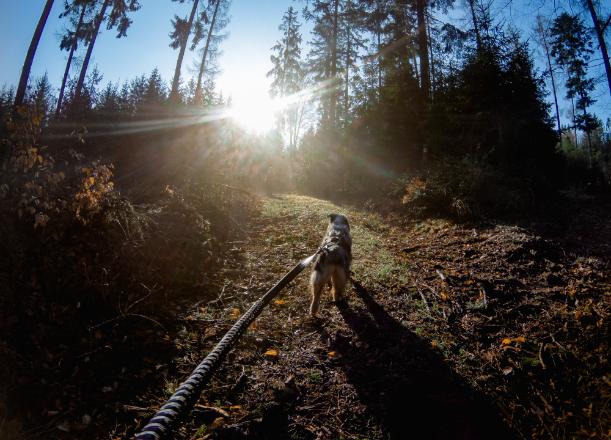 Lifestyle image of the Touring Bungee Lead, with a dog pulling ahead in a forest setting.