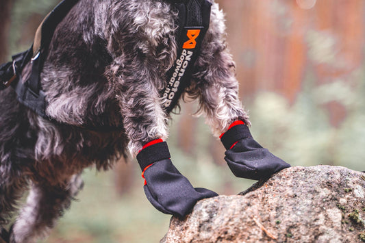 Non-stop dogwear - Solid Socks 4pk