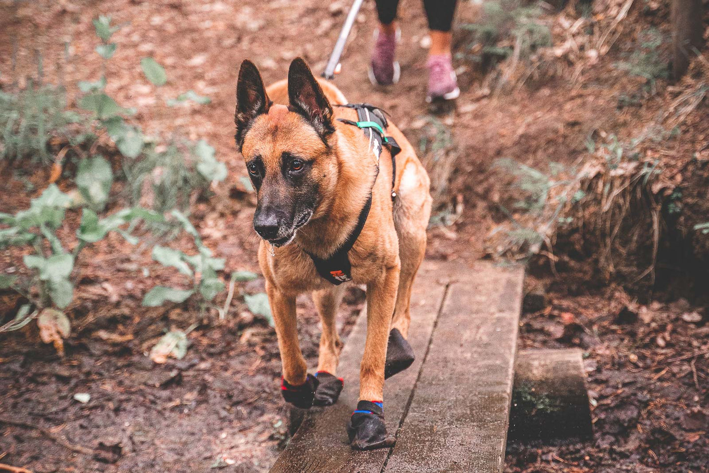 Non-stop dogwear - Solid Socks 4pk