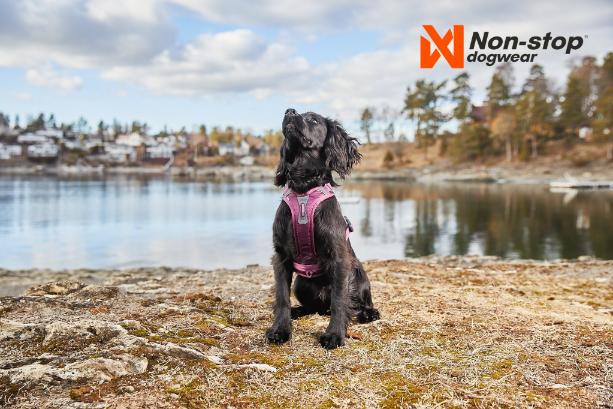 Non-stop Dogwear - Ramble Harness 3 Colour Options