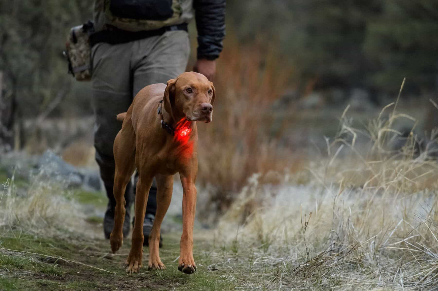 Ruffwear - The Beacon