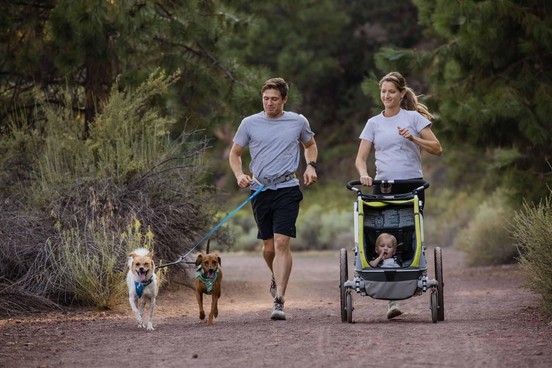 Two dogs being walked by their owners, using the Double Track Coupler to walk them together.