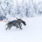 Non-stop Dogwear - Bungee Double Leash