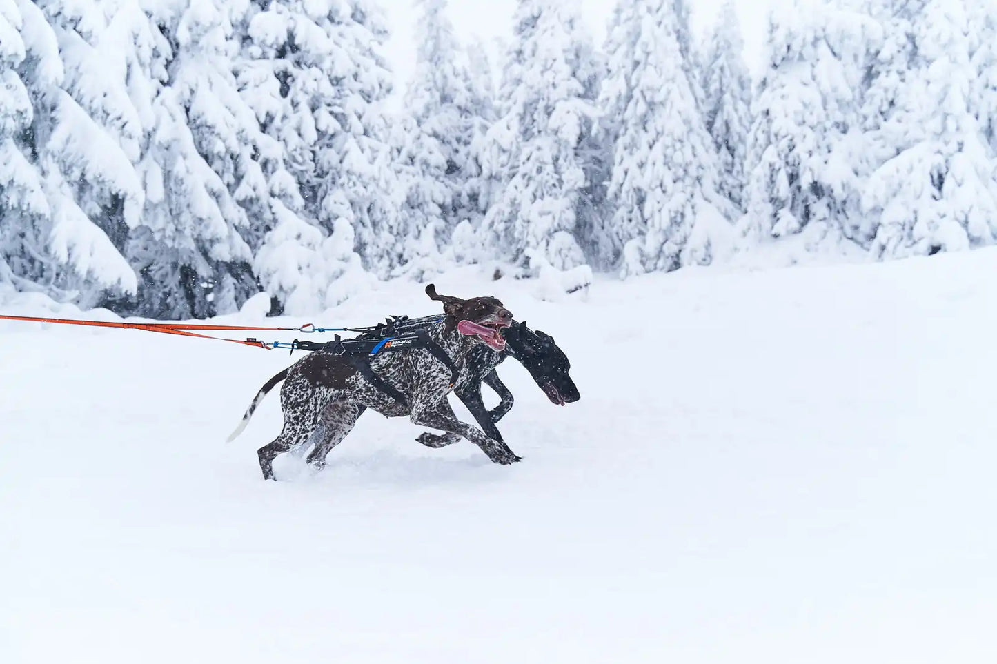 Non-stop - Bungee Double Leash