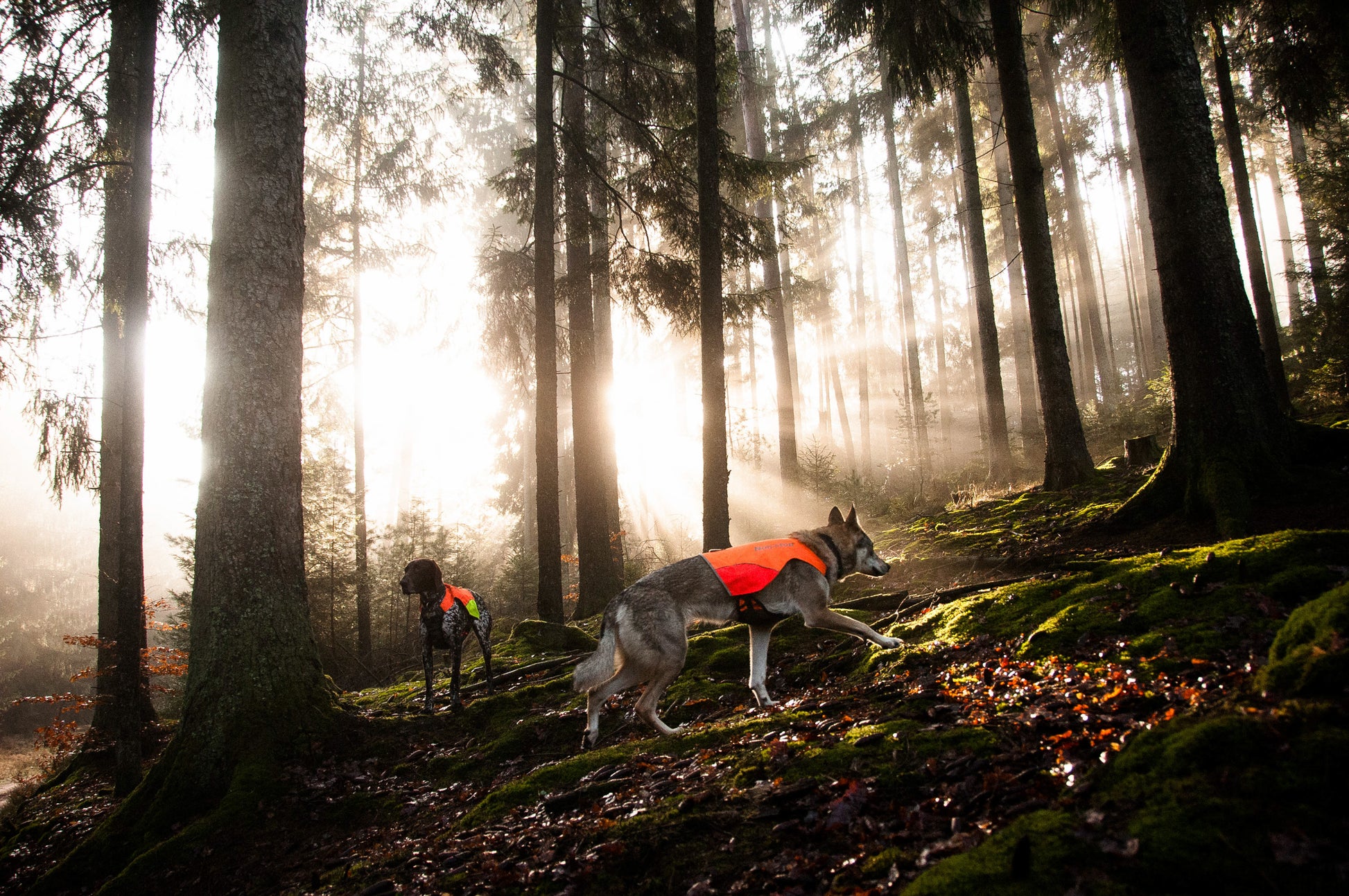 Non-stop Dogwear - Protector Vest